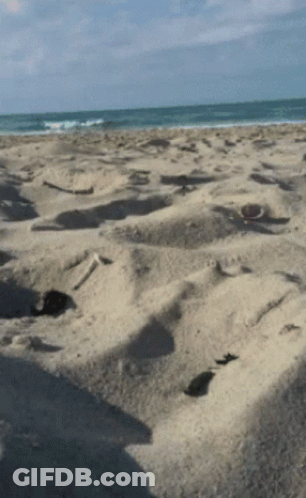 A Sandy Beach With A Shadow Of A Person On The Sand GIF