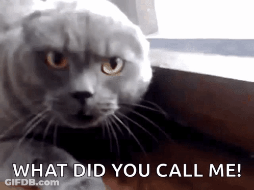 A Scottish Fold Cat Is Looking At The Camera With The Words What Did You Call Me Behind It . GIF