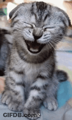 A Scottish Fold Kitten Is Laughing With Its Eyes Closed And Its Mouth Open . GIF