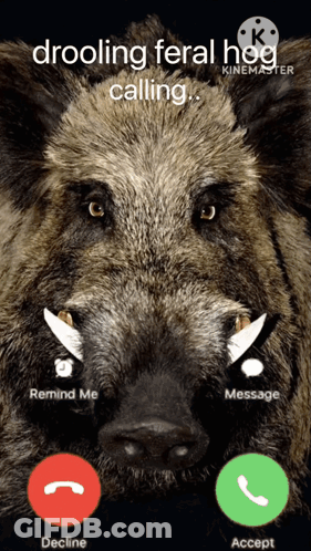 A Screen Shot Of A Wild Boar Talking On A Phone GIF