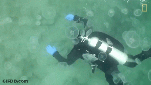 A Scuba Diver Is Surrounded By Jellyfish And A National Geographic Logo Can Be Seen In The Background GIF