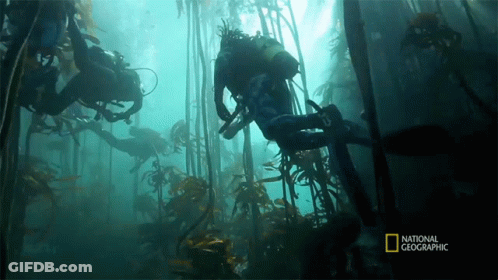 A Scuba Diver Is Surrounded By Seaweed And The Words National Geographic Are On The Bottom GIF