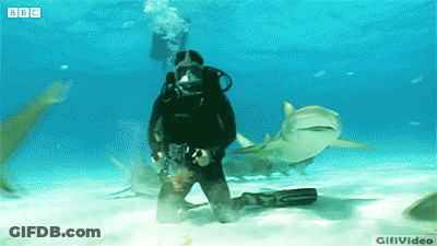 A Scuba Diver Is Surrounded By Sharks With Bbc Written On The Bottom GIF