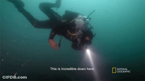 A Scuba Diver Is Swimming In The Water And The Caption Says " This Is Incredible Down Here " GIF