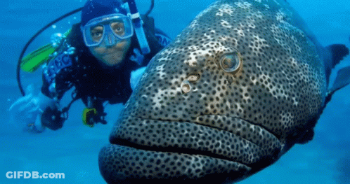 A Scuba Diver Is Swimming Next To A Large Fish That Has The Word Cube On Its Back GIF