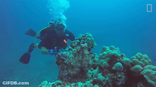 A Scuba Diver Is Swimming Over A Coral Reef With A National Geographic Logo In The Background GIF
