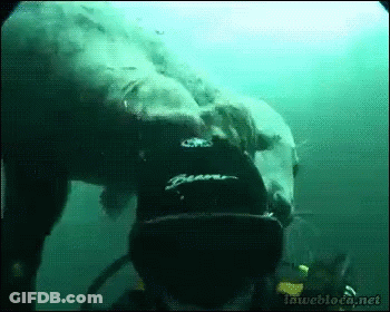 A Scuba Diver Is Swimming With A Polar Bear Wearing A Black Beaver Hat GIF