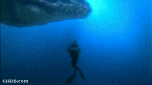 A Scuba Diver Is Swimming With A Whale In The Ocean GIF