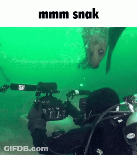 A Scuba Diver Is Taking A Picture Of A Fish In The Water . GIF