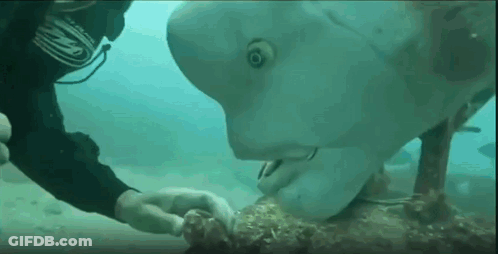 A Scuba Diver Is Touching A Fish 'S Face In The Ocean . GIF