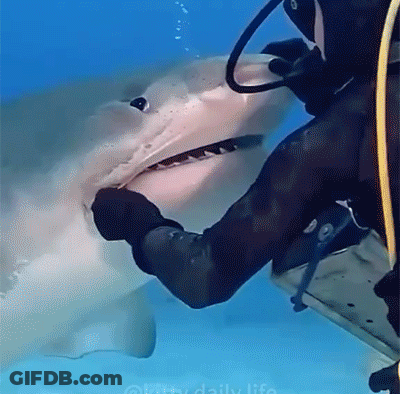 A Scuba Diver Is Touching A Shark 'S Face In The Ocean GIF