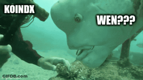 A Scuba Diver Is Touching A Shark 'S Nose With The Words Koindx And Wen Written Above It GIF