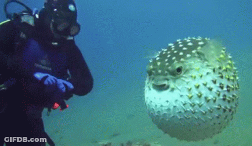 A Scuba Diver Stands Next To A Puffer Fish GIF