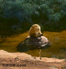 A Sea Otter Is Sitting On A Rock In A Body Of Water GIF