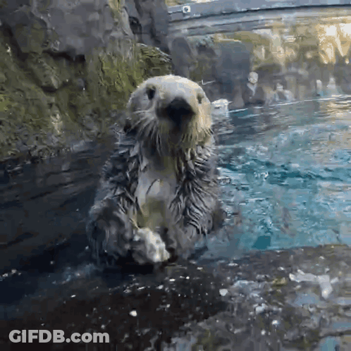 A Sea Otter Is Standing On Its Hind Legs In A Pool Of Water GIF