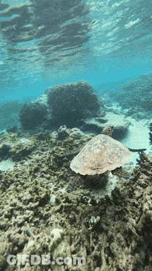 A Sea Turtle Is Swimming In The Ocean Near A Rocky Coral Reef GIF