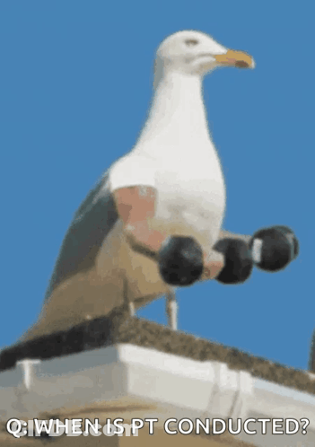 A Seagull Holding A Pair Of Dumbbells On Its Feet GIF
