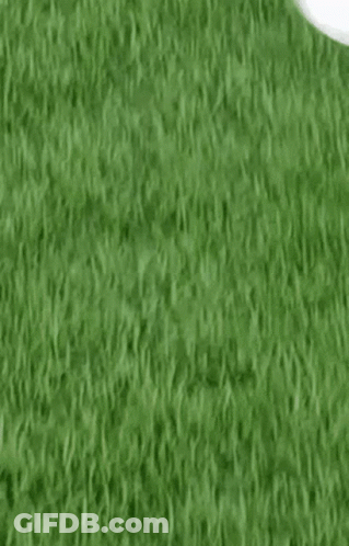 A Seagull Is Eating A Piece Of Bread On The Grass GIF