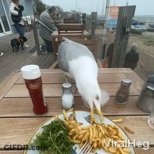 A Seagull Is Eating French Fries On A Plate With A Fork And Ketchup On The Table GIF
