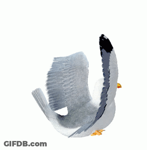 A Seagull Is Flying In The Air With Its Wings Outstretched GIF