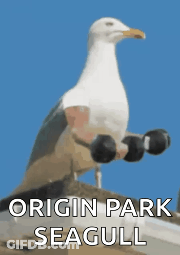 A Seagull Is Holding A Pair Of Dumbbells With The Words Origin Park Seagull On The Bottom GIF
