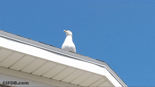 A Seagull Is Perched On The Roof Of A House GIF