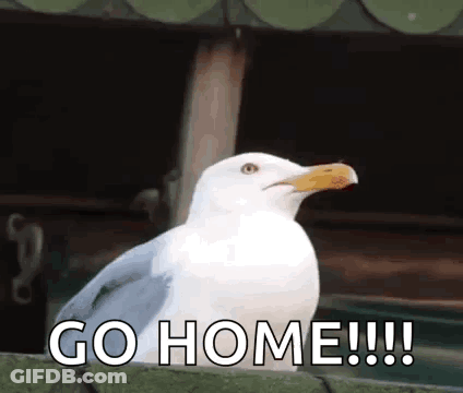 A Seagull Is Sitting On A Fence And Says Go Home GIF