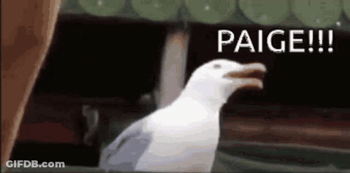 A Seagull Is Standing In Front Of A Sign That Says Paige !! GIF