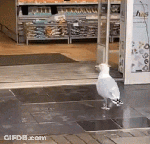 A Seagull Is Standing In Front Of A Store Door . GIF