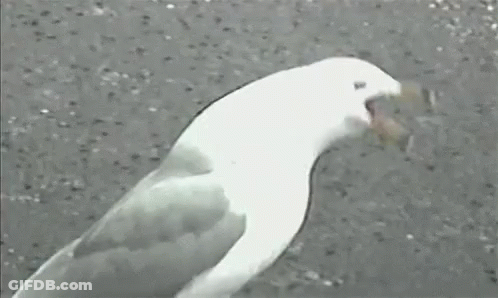 A Seagull Is Standing On A Concrete Surface With Its Tongue Out . GIF