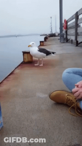A Seagull Is Standing On A Dock Next To A Person 'S Feet GIF
