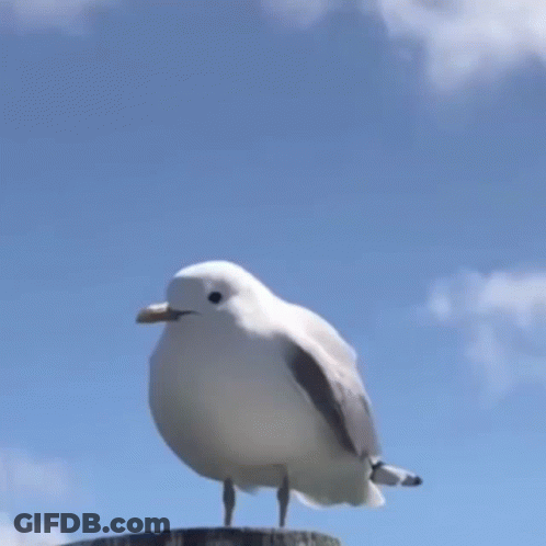 A Seagull Is Standing On A Ledge With Its Mouth Open GIF