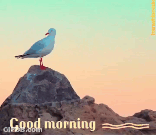 A Seagull Is Standing On A Rock With The Words Good Morning Below It GIF