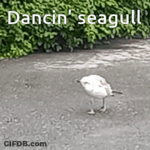 A Seagull Is Standing On A Sidewalk With The Words Dancin ' Seagull Written Above It GIF