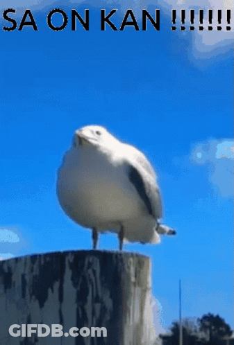 A Seagull Is Standing On A Stump With The Words Sa On Kan Written Above It GIF