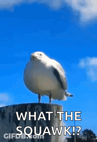 A Seagull Is Standing On A Stump With The Words `` What The Squawk ? '' Written On It . GIF