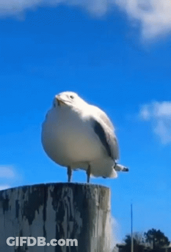 A Seagull Is Standing On Top Of A Tree Stump With A Blue Sky In The Background . GIF