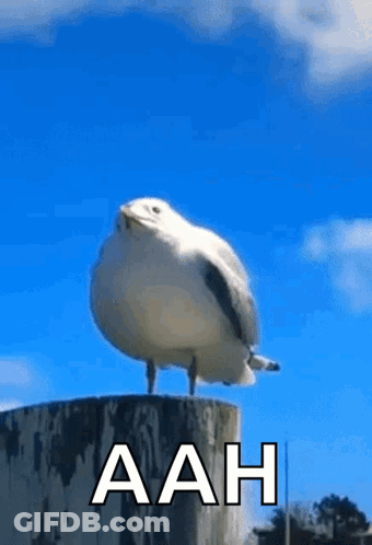 A Seagull Is Standing On Top Of A Wooden Post With The Word Aah Written On It . GIF