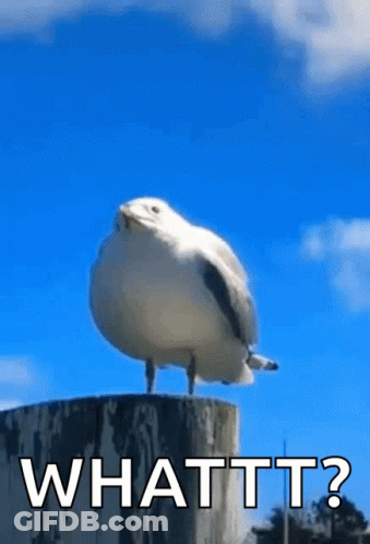 A Seagull Is Standing On Top Of A Wooden Post With The Words Whattt ? Written Below It . GIF