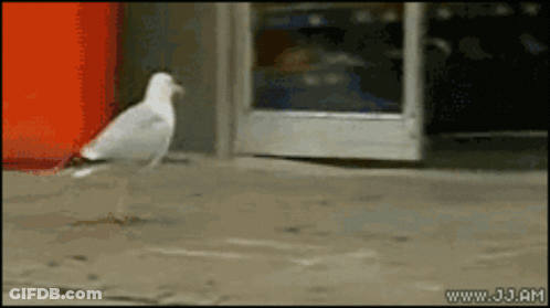 A Seagull Is Walking On A Sidewalk In Front Of A Store With The Website Www.jj.am Visible GIF