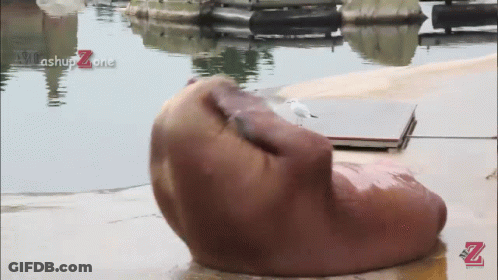 A Seagull Sits On A Rock Next To A Body Of Water With A Watermark That Says ' Achup Zone ' GIF