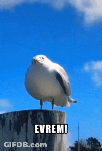A Seagull Sitting On Top Of A Stump With The Word Evrem Written Below It GIF