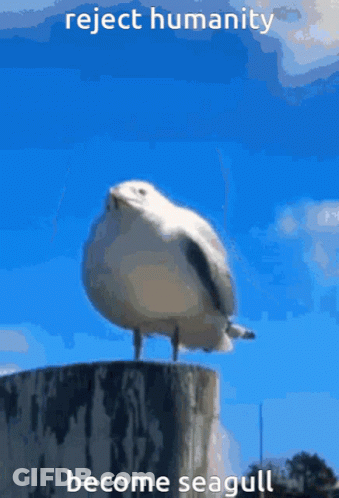 A Seagull Standing On A Stump With The Words Reject Humanity Become Seagull GIF