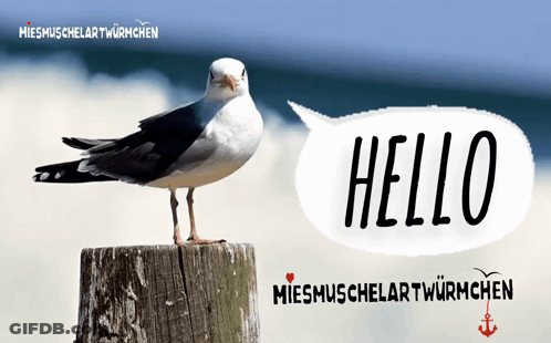 A Seagull Standing On A Wooden Post With A Speech Bubble Saying Hello GIF