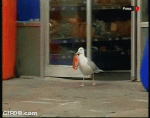 A Seagull With A Fish In Its Beak Stands In Front Of A Door That Says Press On It GIF