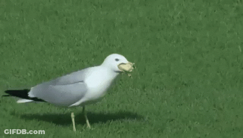 A Seagull With A Worm In Its Beak Is Walking Across A Lush Green Field . GIF