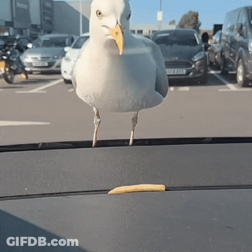 A Seagull With A Yellow Beak Is Standing On The Dashboard Of A Car With A License Plate That Starts With Y GIF