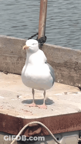 A Seagull With A Yellow Beak Stands On A Dock GIF