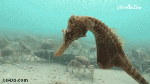 A Seahorse Is Eating A Small Crab In The Ocean . GIF