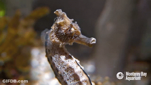 A Seahorse Is Swimming In A Monterey Bay Aquarium GIF
